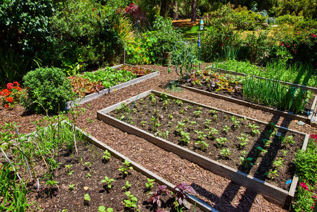 Moestuinbedden en paden schikken is erg belangrijk tijdens de aanleg van je moestuin.
