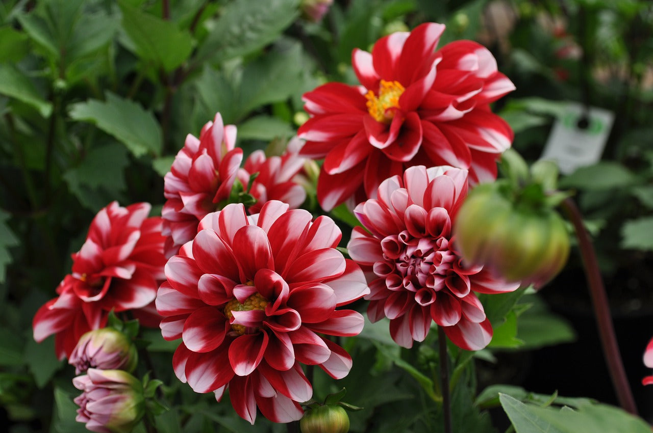 dahlia bollen kopen