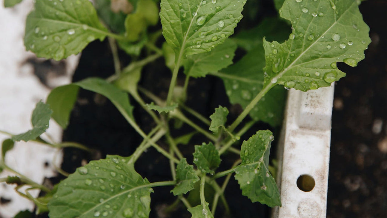 Moestuin plantjes te koop