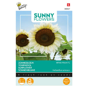 Fleurs ensoleillées Buzzy®. Tournesol Lune Blanche F1