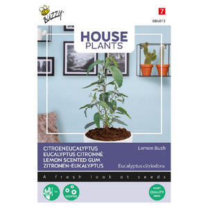 Buzzy® House Plants Eucalypthus. Lemon Bush