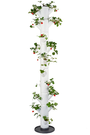 SISSI FRAISE - Infinity pour 21 plantes - 185 cm de hauteur