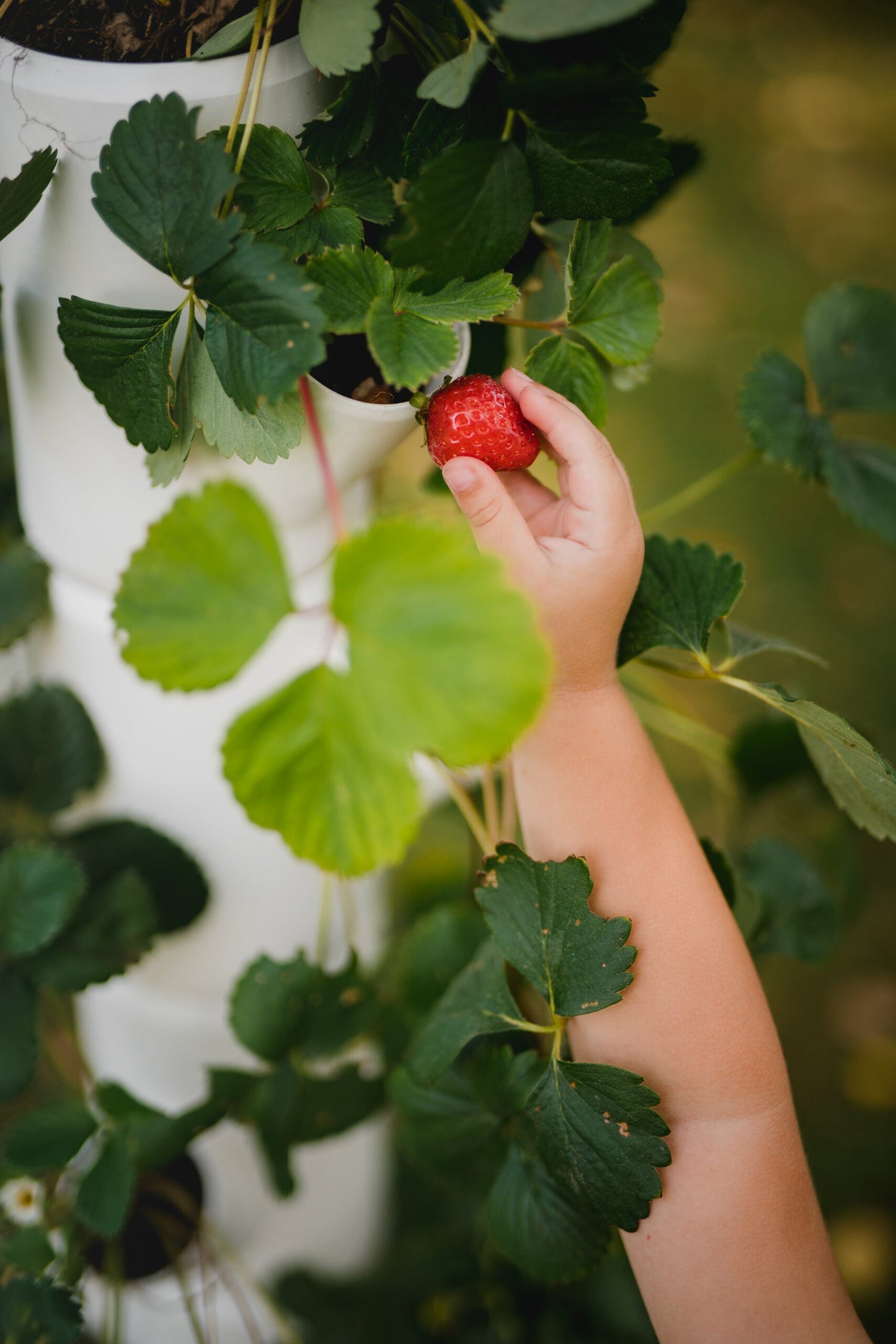 SISSI FRAISE - Démarreur pour 9 plants - 77 cm de hauteur