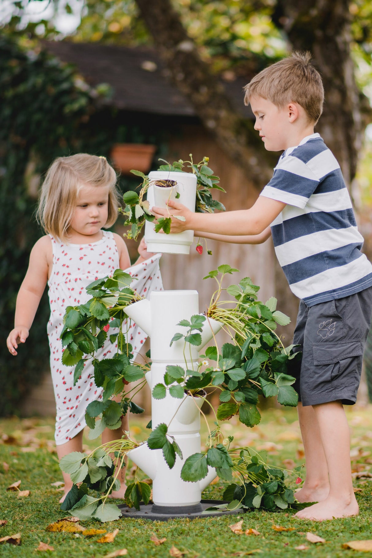 SISSI STRAWBERRY - Starter voor 9 planten - 77 cm hoog