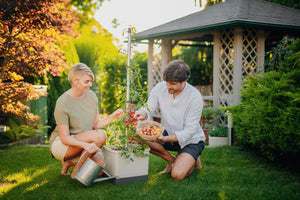 TOM TOMATO : le pot à tomates avec réservoir d'eau et support de grimpe