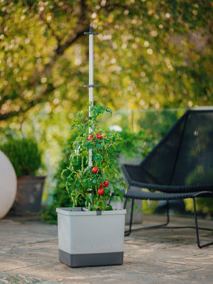 TOM TOMATO : le pot à tomates avec réservoir d'eau et support de grimpe