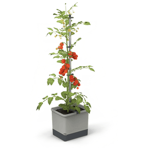 TOM TOMATO: de tomatenpot met waterreservoir & klimsteun