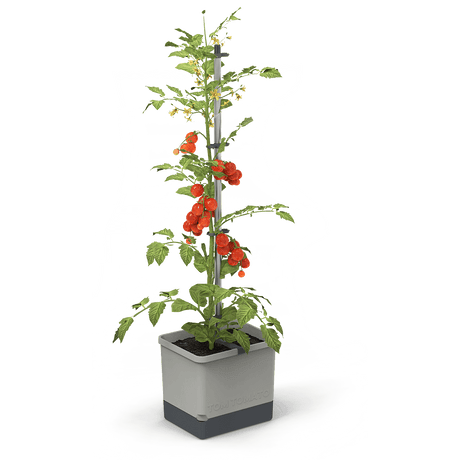 TOM TOMATO: der Tomatentopf mit Wasserreservoir &amp; Kletterhilfe