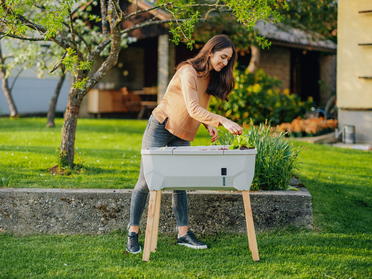 SAMMY SALAD - boîte d'élevage intelligente avec réservoir d'eau et couvercle