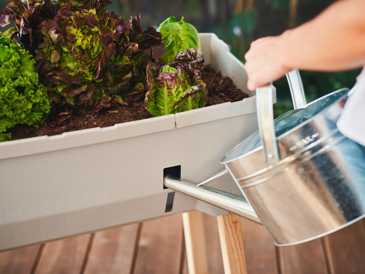 SAMMY SALAD - boîte d'élevage intelligente avec réservoir d'eau et couvercle