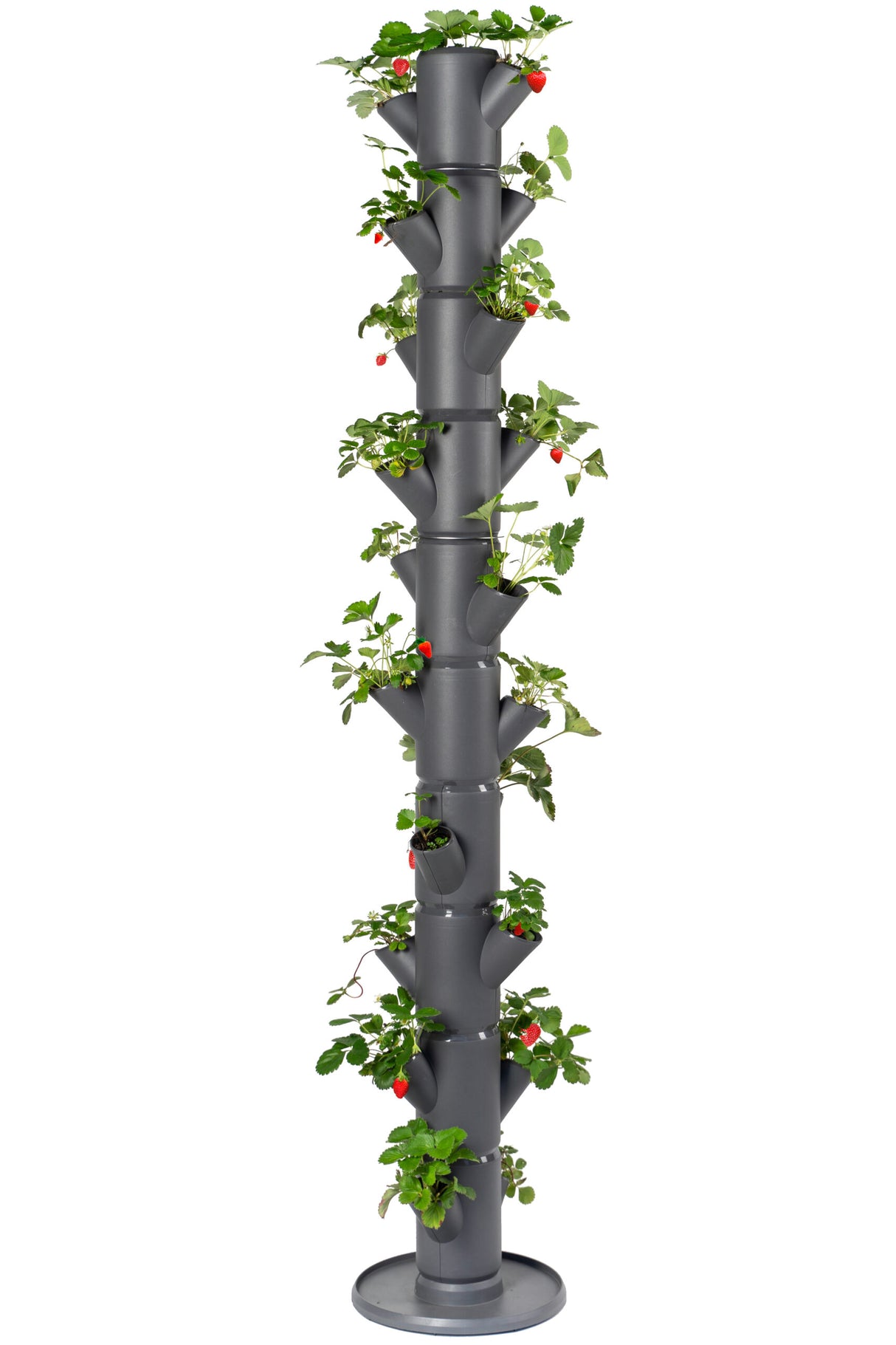 SISSI STRAWBERRY - Infinity voor 21 planten - 185 cm hoog