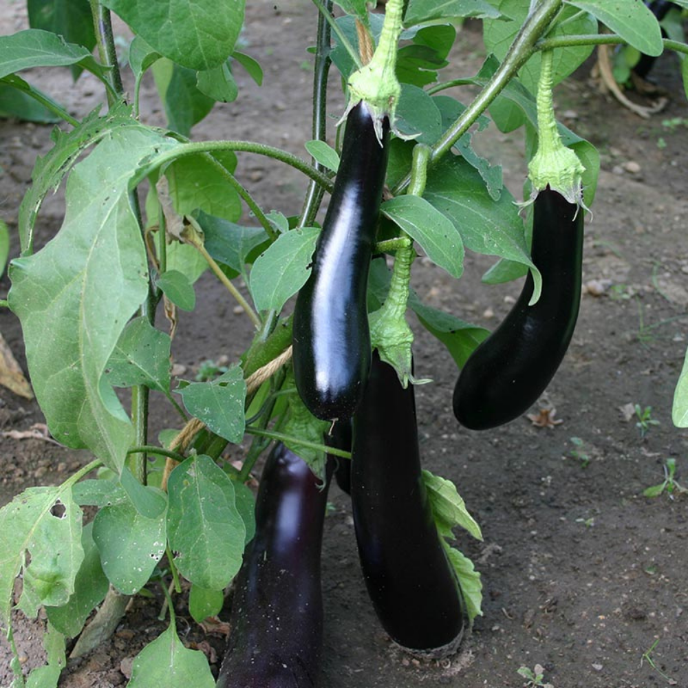 Aubergine 'Violetta Lunga 3' BIO