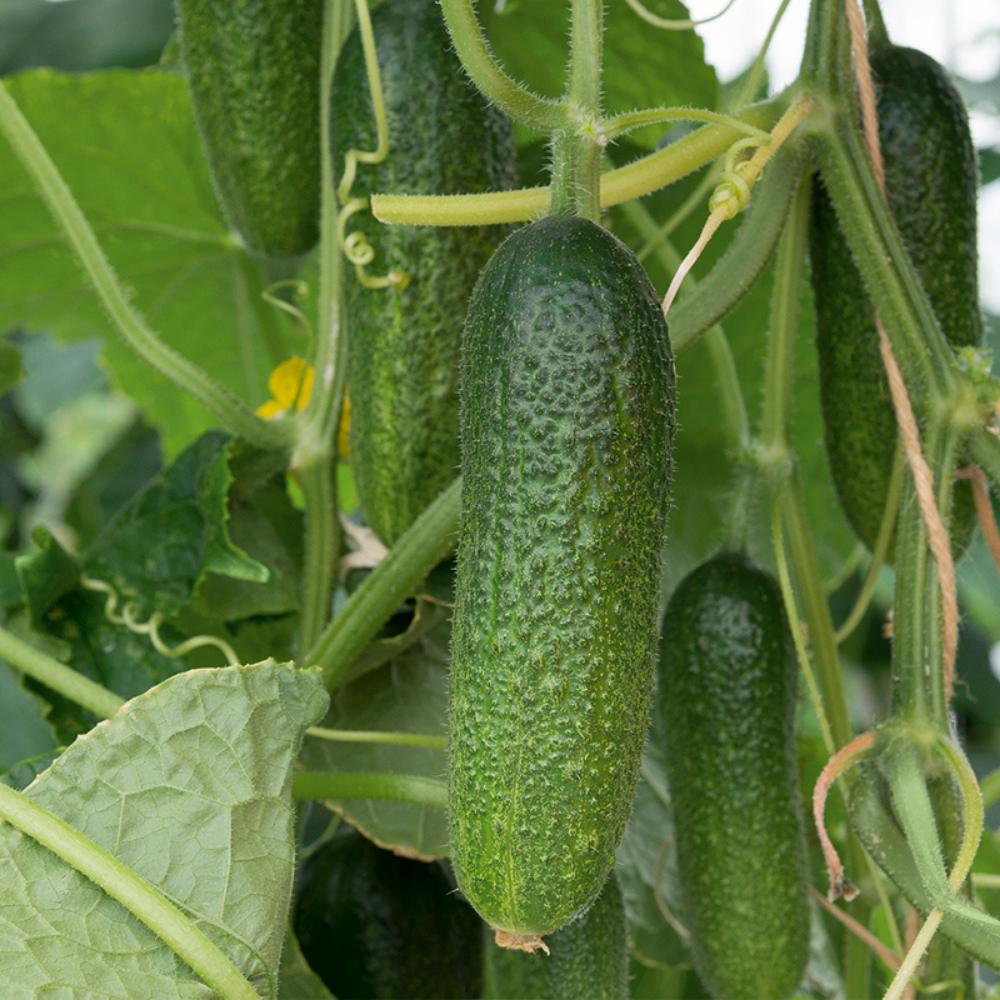 Cornichon 'Adam F1' BIO