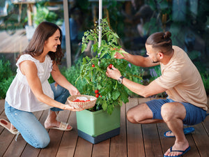 TOM TOMATO : le pot à tomates avec réservoir d'eau et support de grimpe