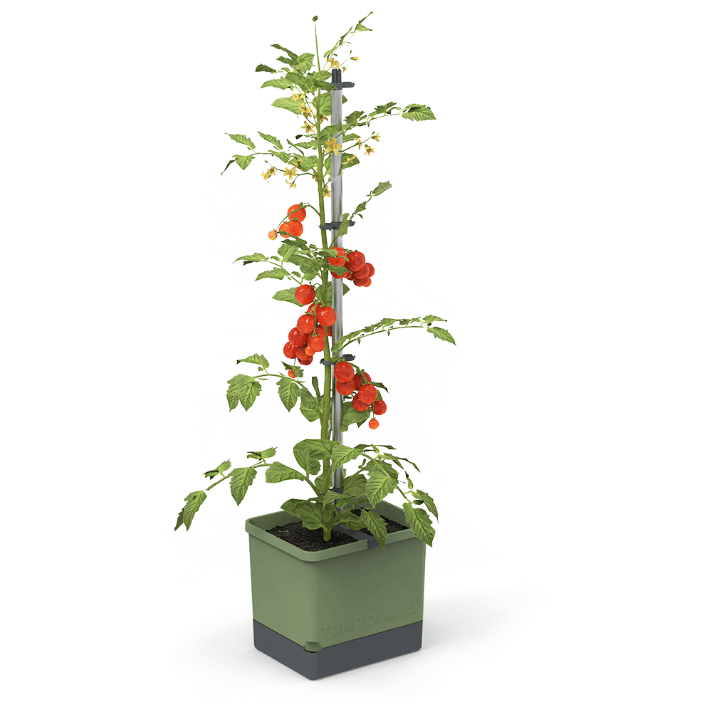 TOM TOMATO : le pot à tomates avec réservoir d'eau et support de grimpe