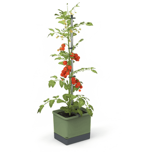 TOM TOMATO: de tomatenpot met waterreservoir & klimsteun