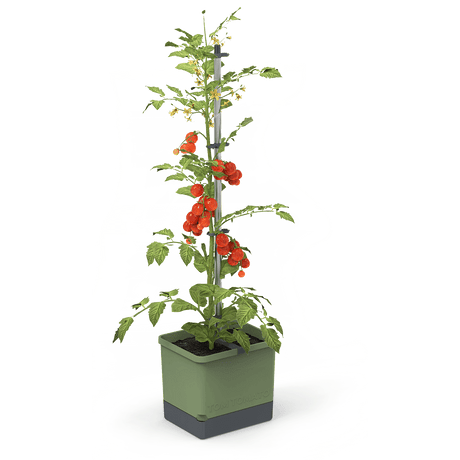 TOM TOMATO: de tomatenpot met waterreservoir & klimsteun