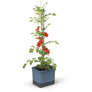 TOM TOMATO: de tomatenpot met waterreservoir & klimsteun