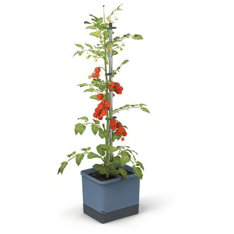 TOM TOMATO: der Tomatentopf mit Wasserreservoir &amp; Kletterhilfe