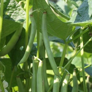 Stamslaboon 'Dubbele witte zonder draad' BIO