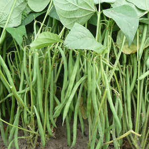 Haricot vert standard 'Compass' BIO