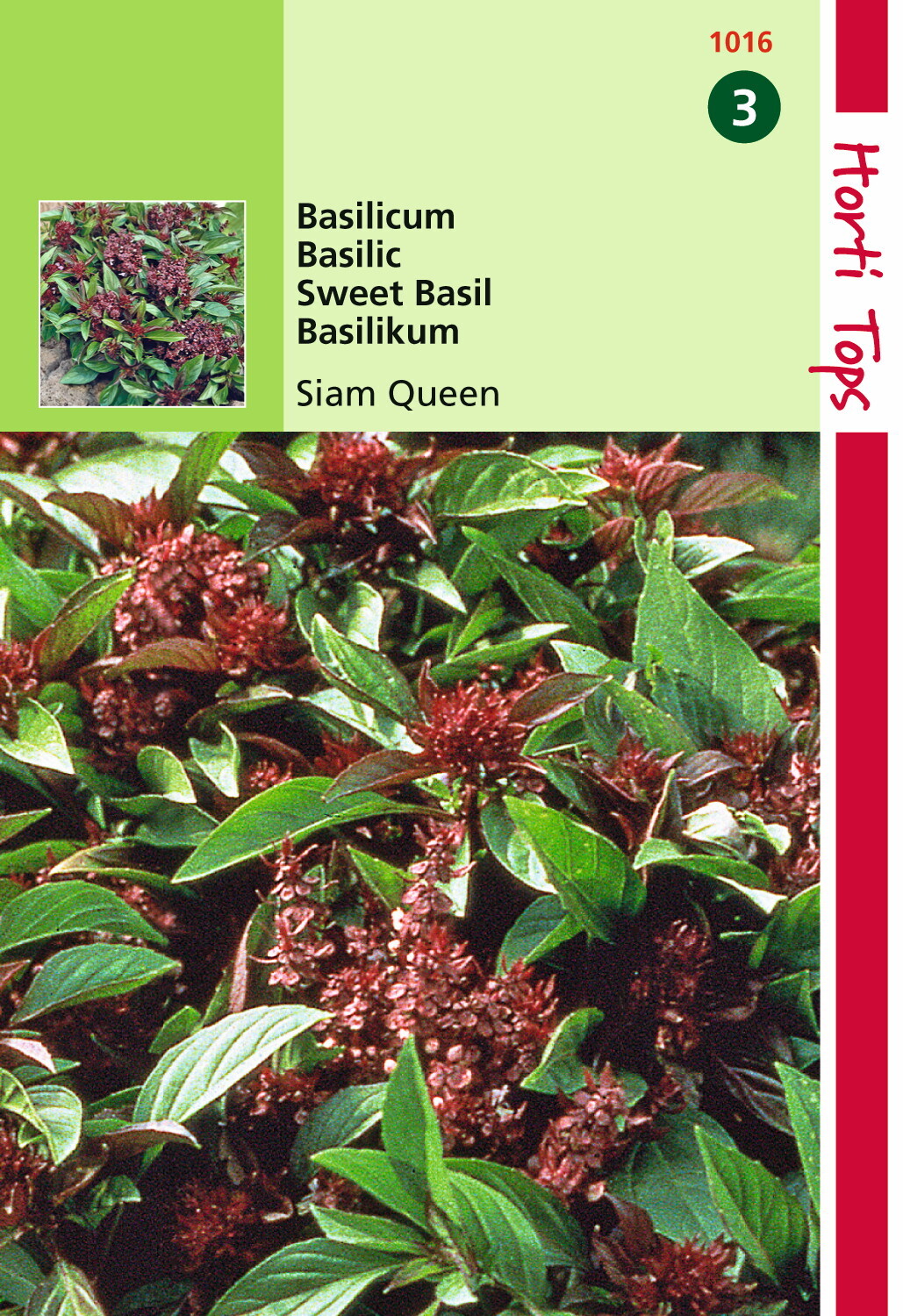 Basilic Siam Queen 0,2 grammes