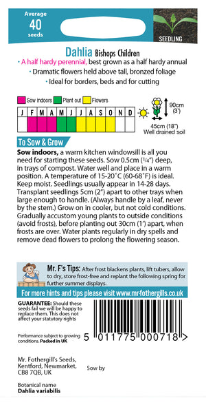Dahlia dahlia x variabilis Bishops Children  -  40 Zaden
