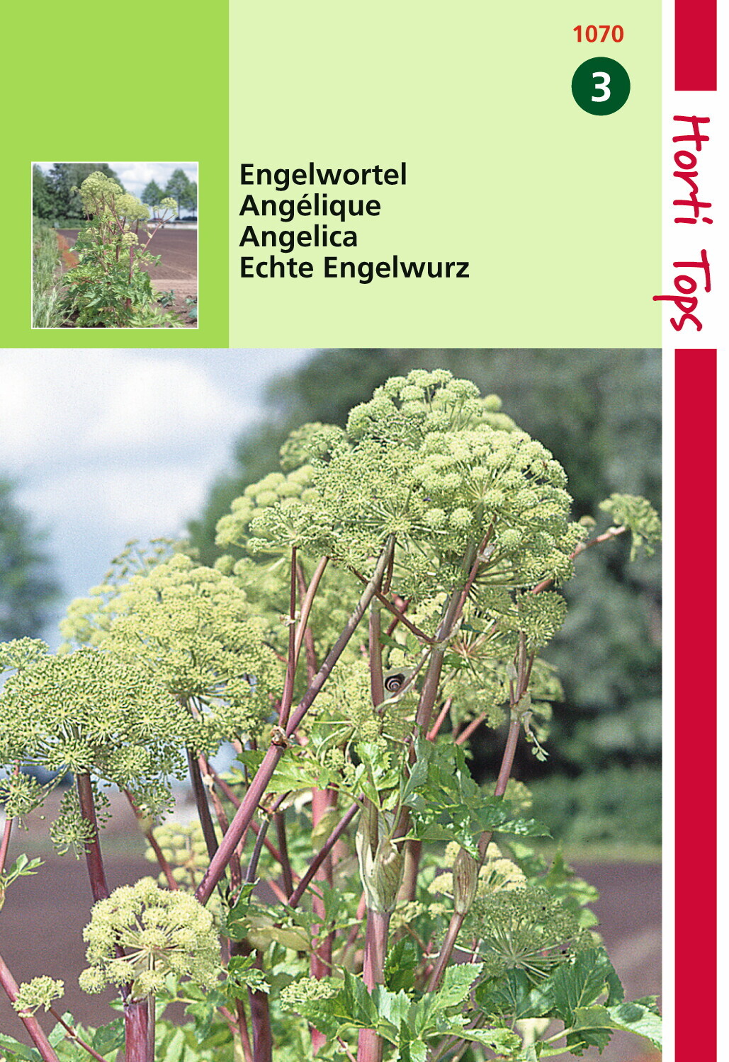 Angelica (Angelica Arch.) 1 Gramm