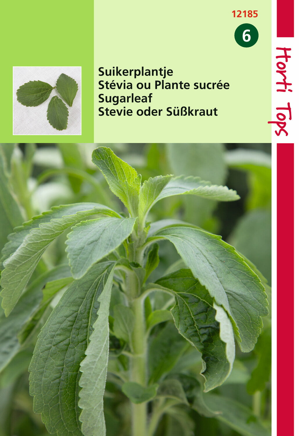 Stevia Suikerplantje 25 zaden V70324