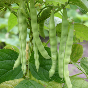 Haricot vert bâton 'Mechelse Tros' BIO