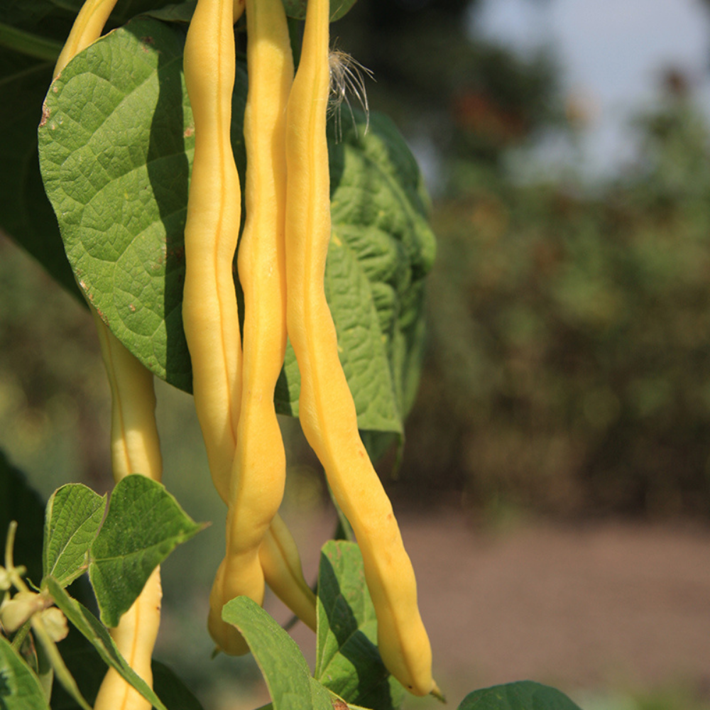 Haricot vert en bâtonnet 'Neckargold' BIO