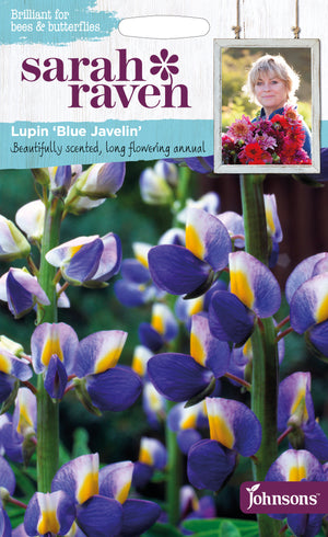 Lupine 'Blue Javelin'