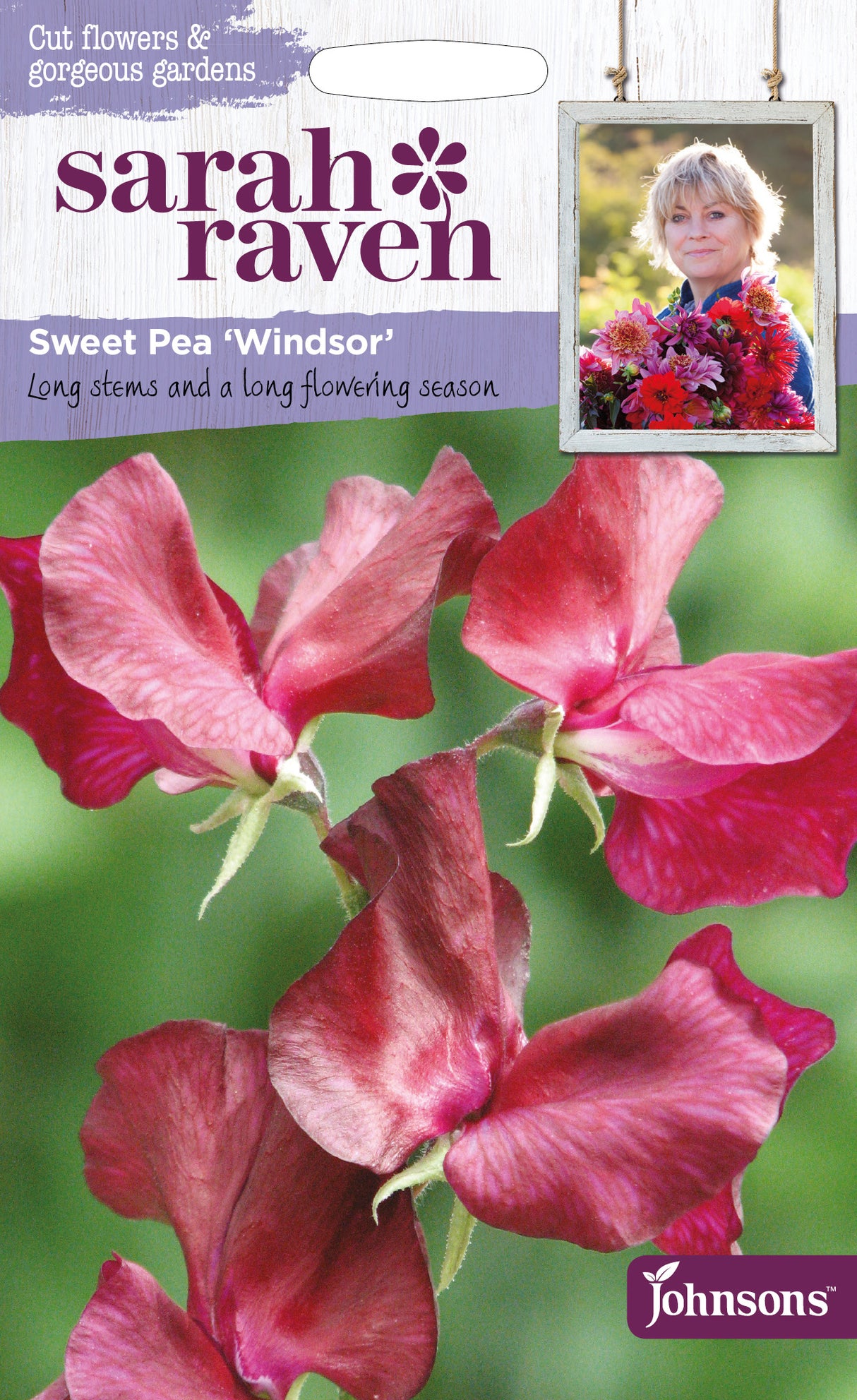 Pronk- of reukerwt Lathyrus odoratus 'Windsor'