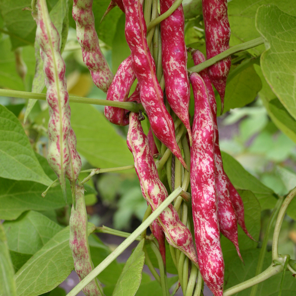 Haricot séché de canne 'Stokkievitsboon' BIO