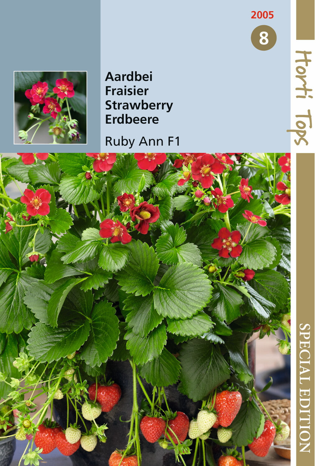 Erdbeeren Hangarberry Ruby Ann F1 BV - Ca. 7 Samen – BV12005