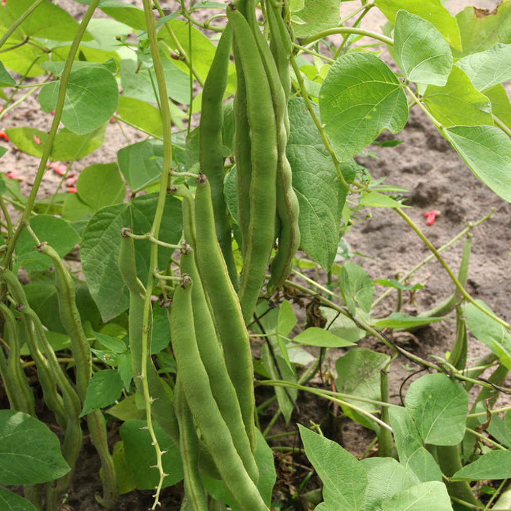 Haricot d'Espagne 'Lady Di' BIO