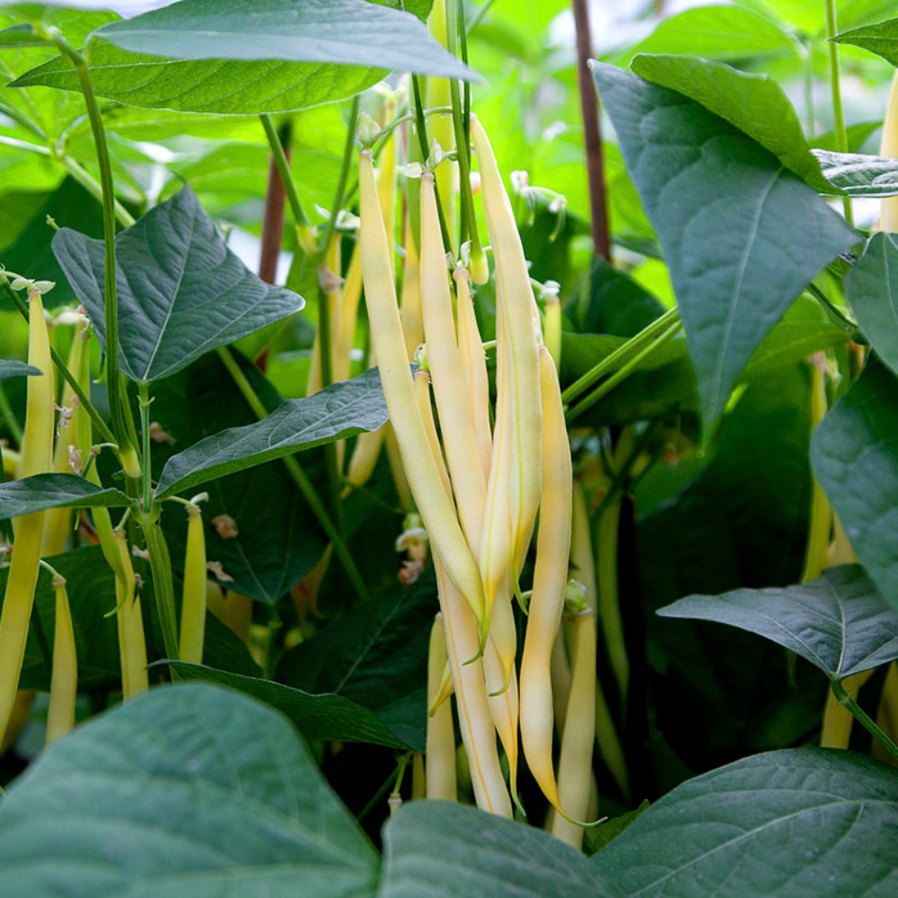 Haricot vert régulier 'Dior' BIO