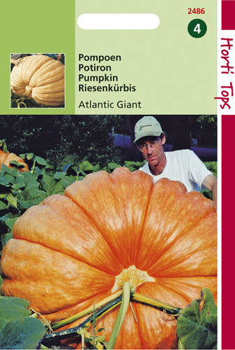 Citrouille Atlantic Giant - contenu: 2,5 grammes