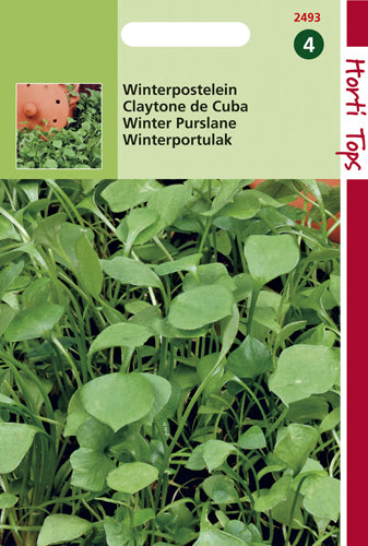 Portulak Winter / Claytonia Perfoliata - Inhalt: 3 Gramm