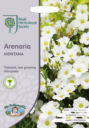 Sandkraut arenaria montana – 100 Samen