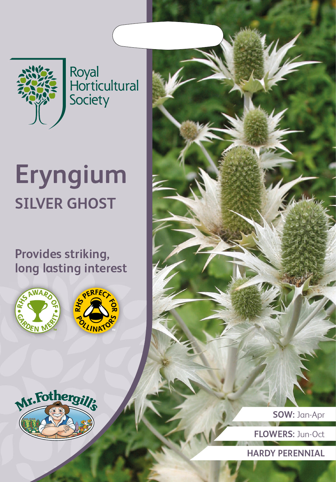 Kreuzdistel Eryngium giganteum Silver Ghost – 50 Samen