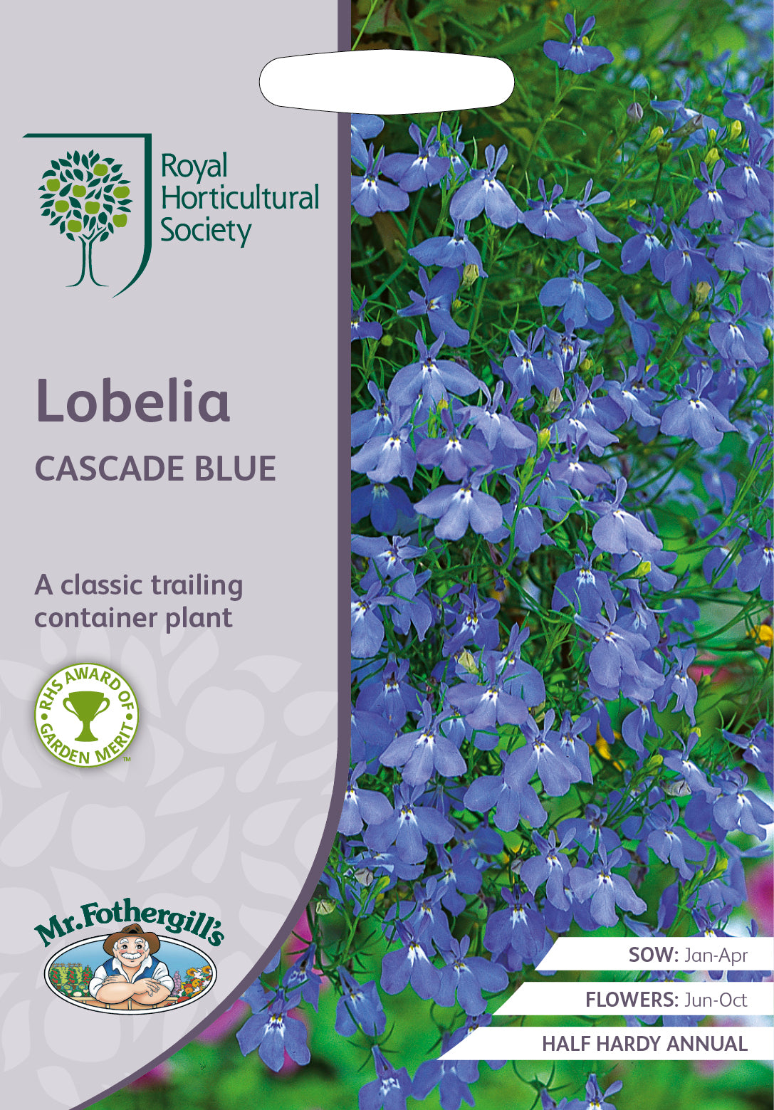 Lobelia erinus Cascade Bleu - 2500 graines