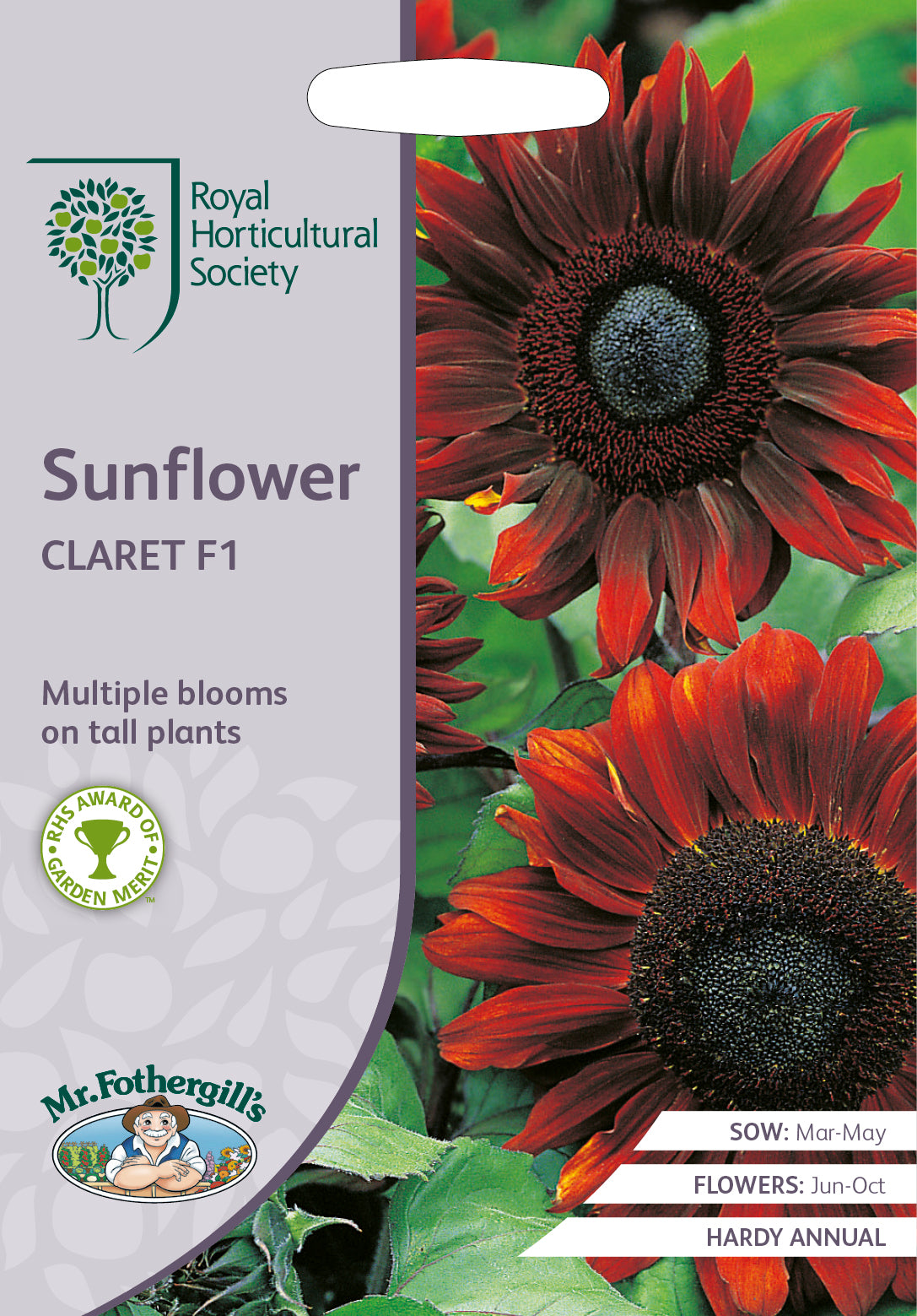 Sonnenblume Claret F1 – 40 Samen