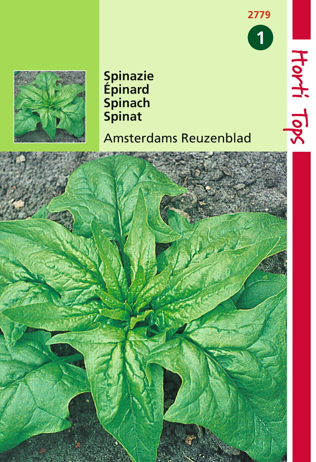 Spinat Amsterdam Giant Leaf Sharp Seed 15 Gramm 15 Gramm