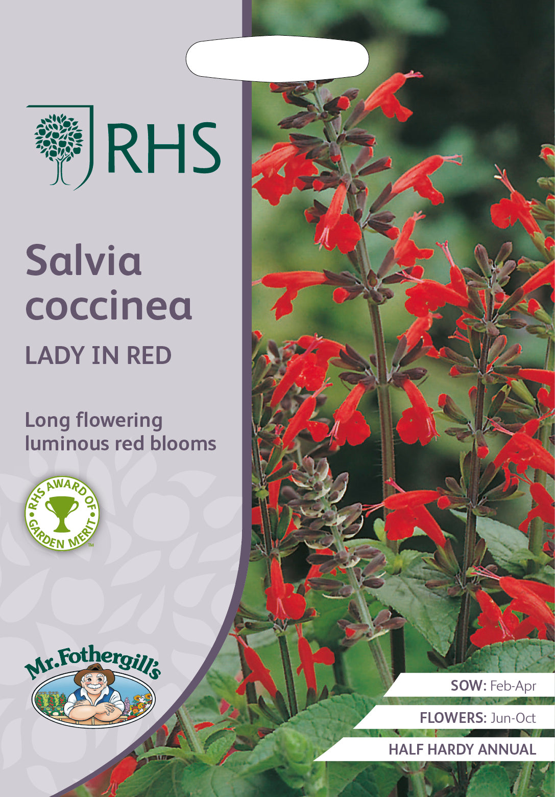 Perksalvia salvia coccinea Lady in Red  -  75 Zaden