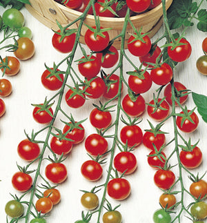 Kirschtomate rot Typ Sweet F1 1 Pflanze