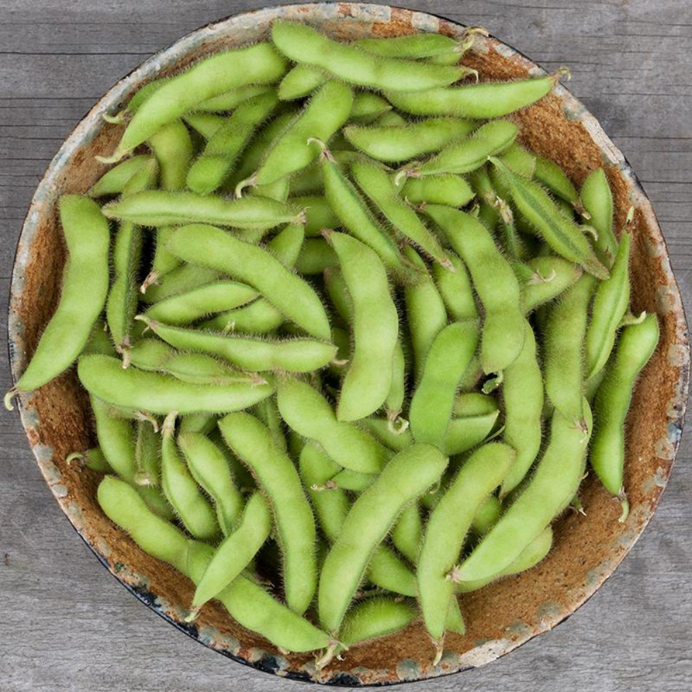 Soja Edamame 'Chiba Green' BIO