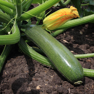 Courgettes 'Courgettes' BIO