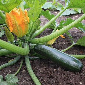 Courgette 'Black Beauty' BIO