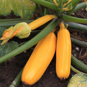 Courgette 'Ola Gabriella F1' BIO